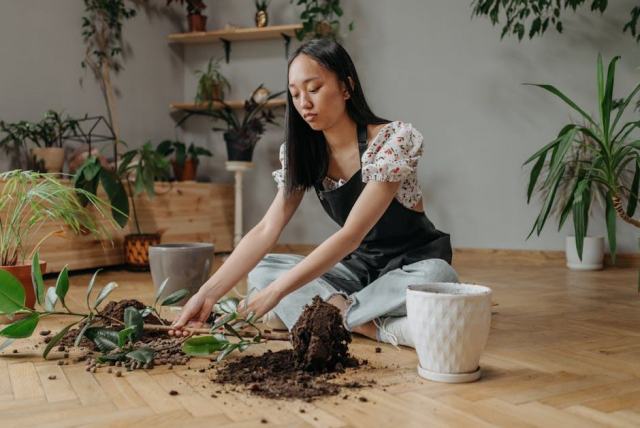 Wayne Rooney et la greffe de cheveux : la transformation d'un champion Wayne Rooney et la greffe de cheveux : la transformation d'un champion